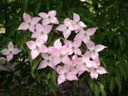 Cornus kousa Beni Fuji 0007