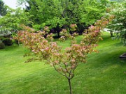 Cornus kousa Satomi 0001