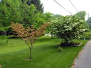 Cornus kousa Satomi 0002