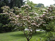 Cornus kousa Satomi 0003