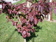 Cornus kousa Satomi fall color 0001