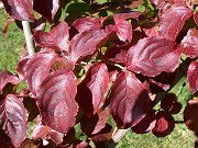 Cornus kousa Satomi fall color 0003