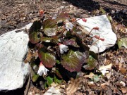 Shortia galacifolia 0004