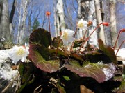 Shortia galacifolia 0006