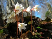 Shortia galacifolia 0007