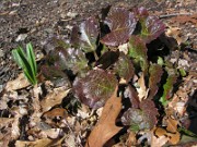 Shortia galacifolia 0008