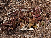 Shortia galacifolia 20130218 0001