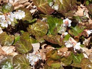 Shortia galacifolia 20150412 0002