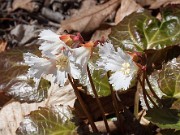 Shortia galacifolia 20150412 0004