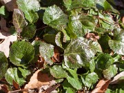 Shortia galacifolia 20151120 0002