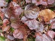 Shortia galacifolia 20170219 0001