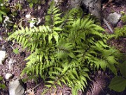 Athyrium