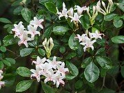 Rhododendron arborescens 20250715 0002