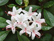 Rhododendron arborescens 20250715 0003