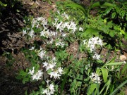 Rhododendron atlanticum 0002