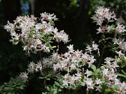 Rhododendron atlanticum 20100004