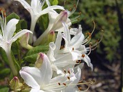 Rhododendron atlanticum Snowbird 0004