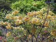 Rhododendron austrinum 0001