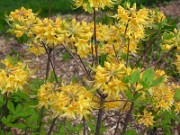 Rhododendron austrinum 0002