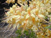 Rhododendron austrinum 0004