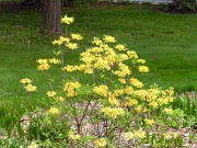 Rhododendron austrinum 0008