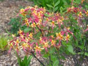 Rhododendron austrinum 0009