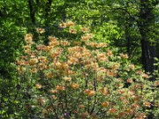 Rhododendron austrinum 0012