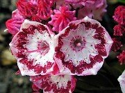 Kalmia