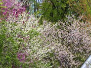Cercis