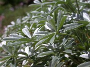 Lupinus