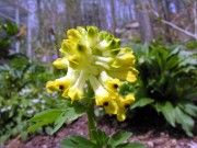 C. nobilis