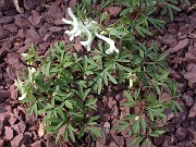 Corydalis angustifolia 0001