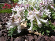 Corydalis kusnetzovii x Corydalis decipiens Coquette 0001