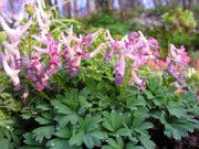 Corydalis kusnetzovii x Corydalis decipiens Dixiland 0003