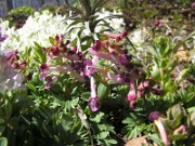 Corydalis kusnetzovii x Corydalis decipiens Drops of Claret 0002