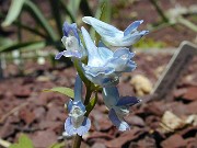 Corydalis fumarifolia 0002