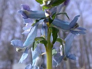 Corydalis fumarifolia 0003