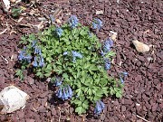 Corydalis fumarifolia 0004