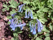 Corydalis fumarifolia 0005