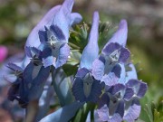 Corydalis fumarifolia 0006