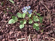 Corydalis fumarifolia 0014