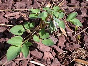 Corydalis fumarifolia 0015