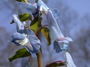 Corydalis fumarifolia 0017
