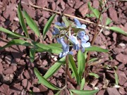 Corydalis fumarifolia var. lineariloba 0004