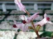 Corydalis henrikii 0001