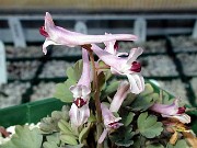 Corydalis henrikii 0002