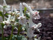 Corydalis kusnetzovii 0007