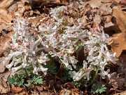 Corydalis kusnetzovii 20160309 0001