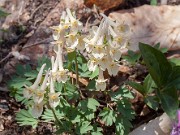 Corydalis x Apricot Queen 20150412 0002