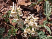 Corydalis x Apricot Queen 20150412 0006